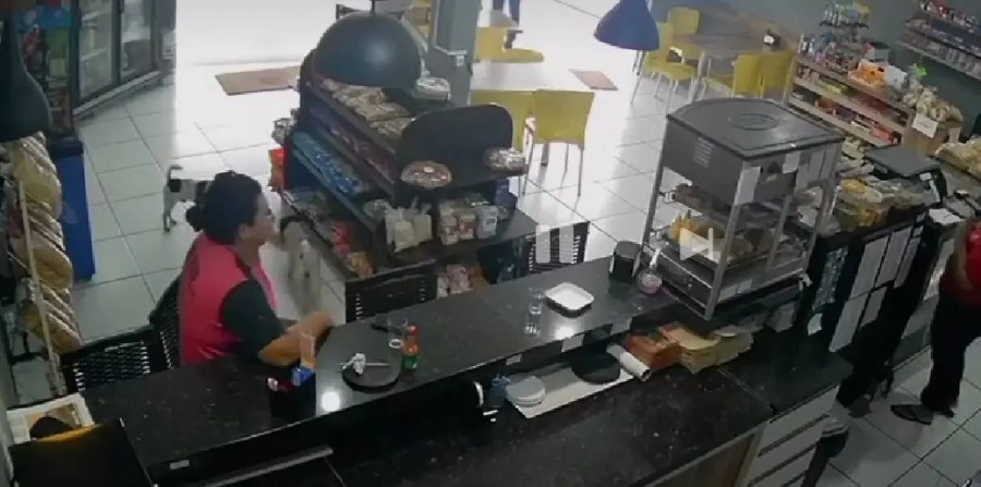 Cães “ladrões” roubam pacote de torresmo em padaria