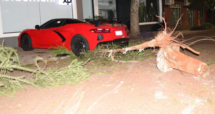 Homem perde controle de Corvette de R$ 1 milhão e colide contra árvore