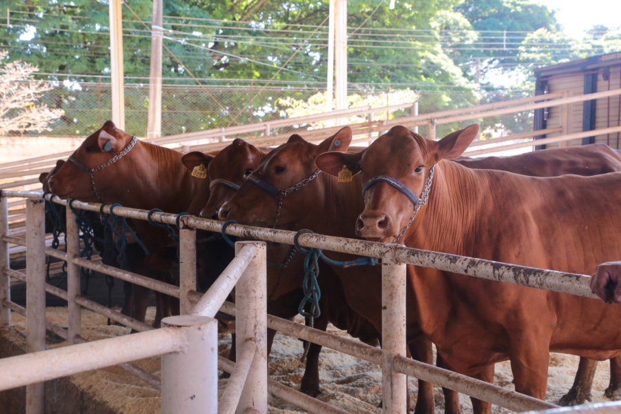 Com recorde de raças, Expoingá 2025 destaca força do agronegócio