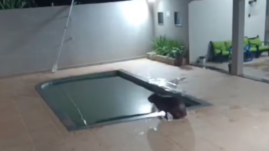 Capivara surpreende moradores ao invadir casa e nadar em piscina 