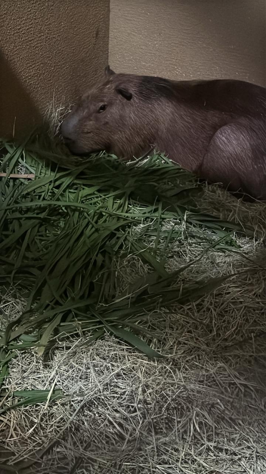 Capivara resgatada em Apucarana segue em cuidados intensivos e está grávida, informa Prefeitura